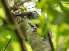 Varanus rudicollis
