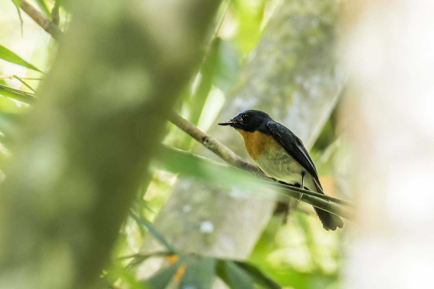 Chinese Blue Flycatcher