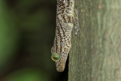Gekko smithii