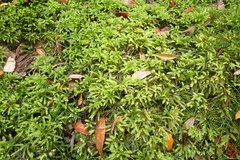 Mniodendron comosum