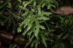 Mniodendron comosum