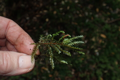 Mniodendron comosum