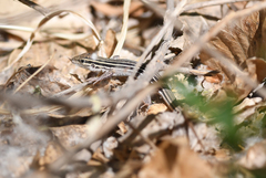 Aspidoscelis uniparens