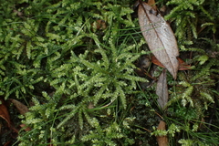 Mniodendron comosum