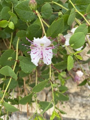 Acleisanthes obtusa