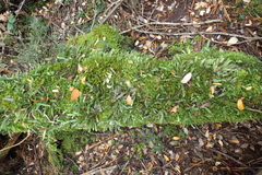 Notogrammitis billardierei