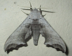 Polyptychoides grayii