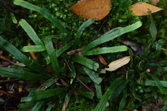 Notogrammitis billardierei