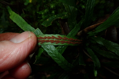 Notogrammitis billardierei