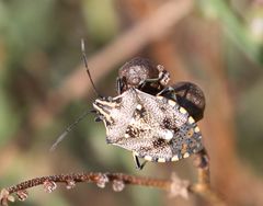 Andocides vittaticeps