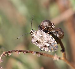 Andocides vittaticeps