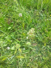 Sanguisorba verrucosa