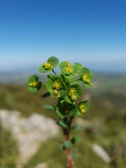 Euphorbia apios