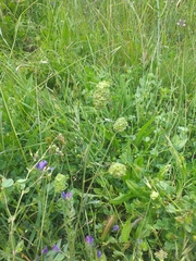 Sanguisorba verrucosa