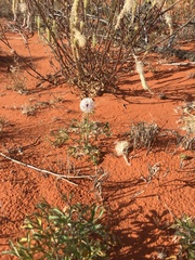 Trachymene glaucifolia