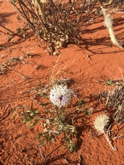 Trachymene glaucifolia