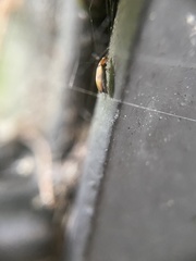 Anaspis maculata