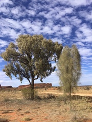 Allocasuarina decaisneana