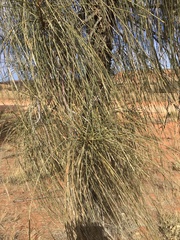 Allocasuarina decaisneana