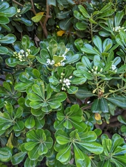 Pittosporum tobira
