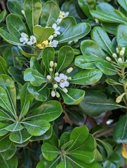 Pittosporum tobira