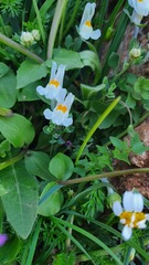 Linaria reflexa