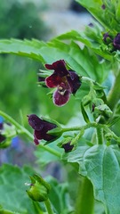 Scrophularia peregrina