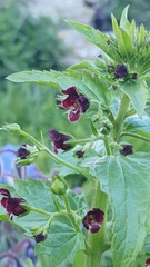 Scrophularia peregrina