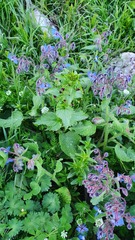 Scrophularia peregrina