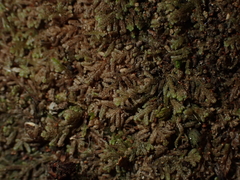 Lepidoziaceae