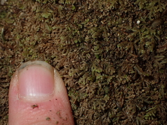 Lepidoziaceae