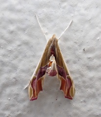 Agathodes designalis