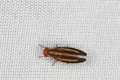 Peplomyza