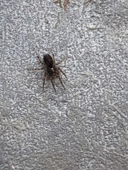 Textrix denticulata