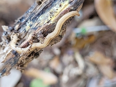 Geonemertes pelaensis