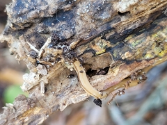 Geonemertes pelaensis