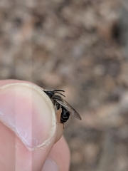 Andrena bradleyi
