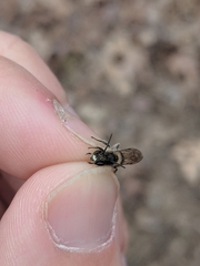 Andrena bradleyi