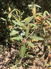 Quercus hypoleucoides