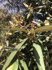 Quercus hypoleucoides