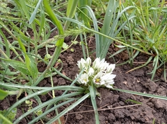Ornithogalum refractum