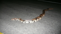 Boa constrictor constrictor