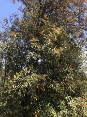 Quercus hypoleucoides