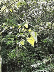 Vitis kelungensis