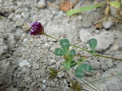 Trifolium gracilentum