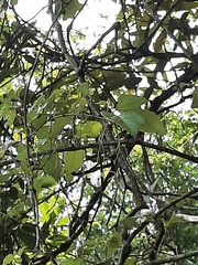 Vitis kelungensis