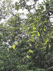 Vitis kelungensis