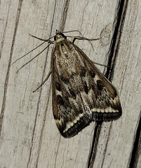 Loxostege munroealis