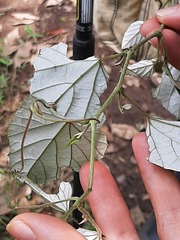 Vitis kelungensis