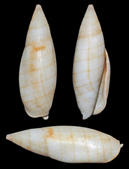 Nebularia multiplicata